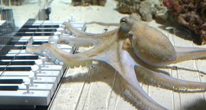 Can an Octopus Play the Piano? Apparently, Yes. (Sort Of)